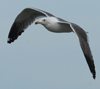 Larus armenicus